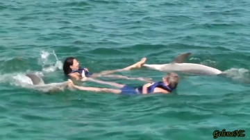 Дельфины над морем